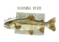 Cutthroat trout.png Thumbnail