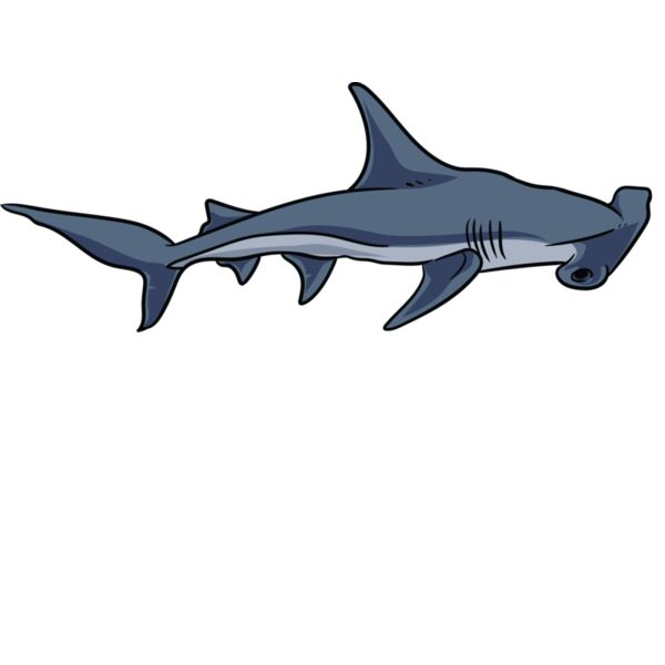 Nailed It hammerhead shark Thumbnail