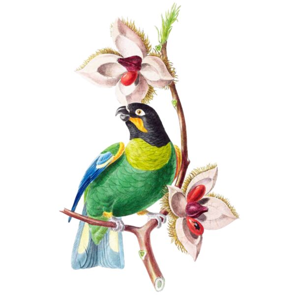 orange cheeked parrot Thumbnail