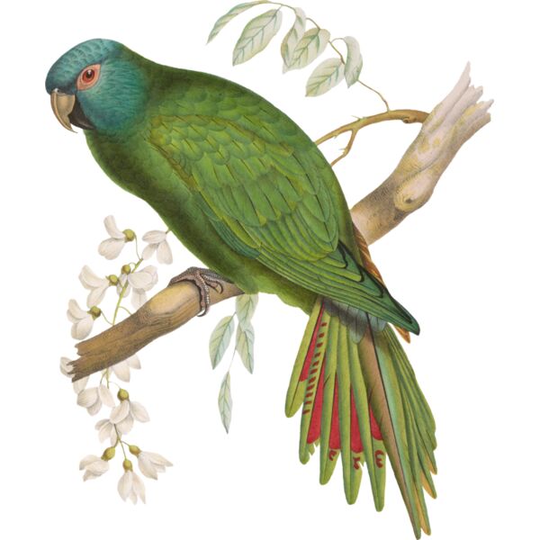 Blue crowned Parakeet Thumbnail