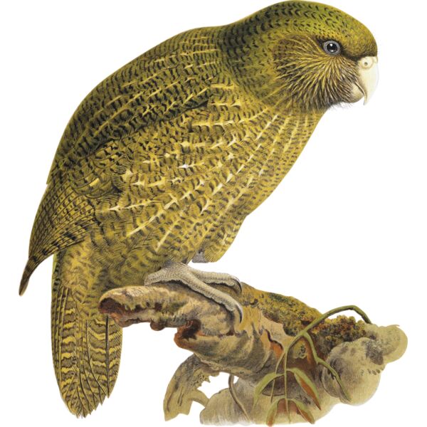 Kakapo Thumbnail
