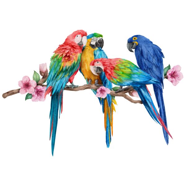 Parrot  1  Thumbnail