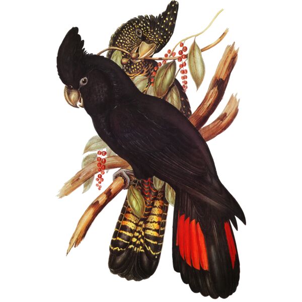 Banksian Cockatoos Thumbnail