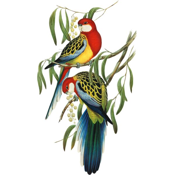 Eastern Rosella Thumbnail